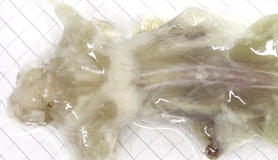 Procedimento é feito em ratos mortos por meio de químicos e gel (Foto: Reprodução/Cell)