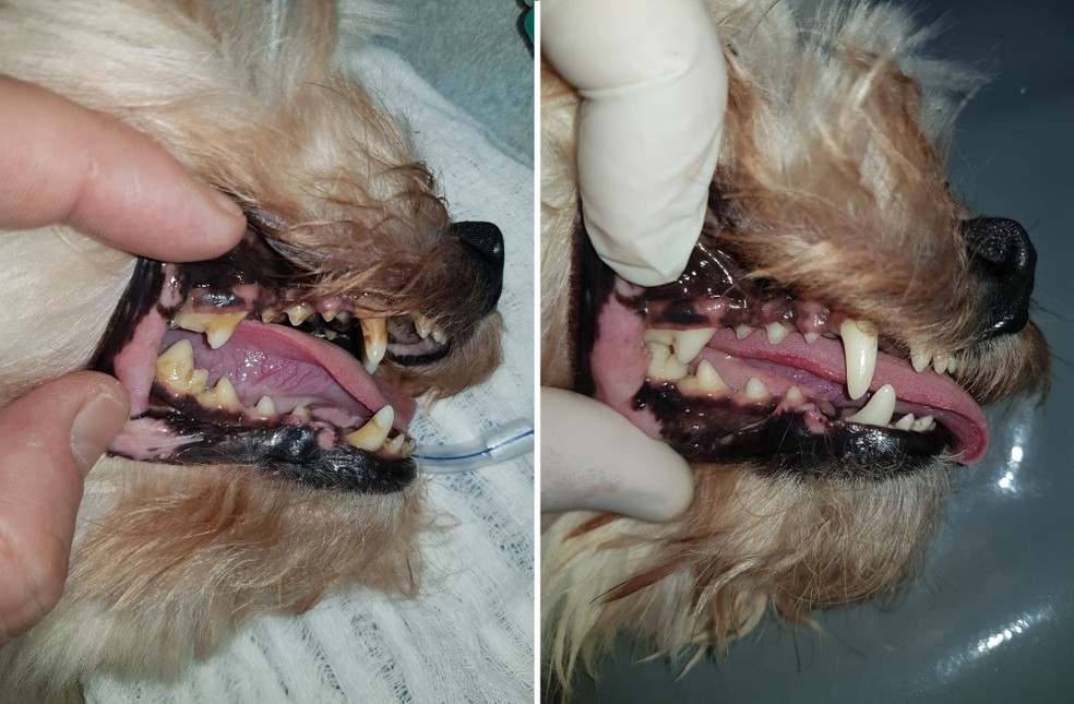 Veterinário de Itapetininga faz limpeza nos dentes dos pets — Foto: Luis Felipe Roberto/Arquivo pessoal