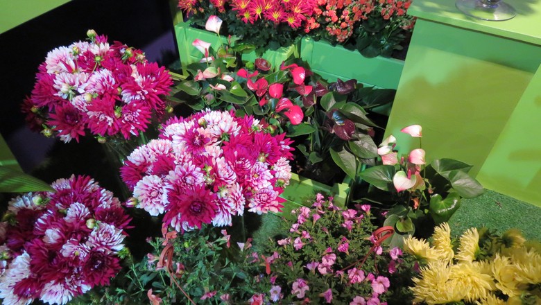 flores-lançamentos-expoflora-2015 (Foto: Fernando Bumbeers/Ed. Globo)