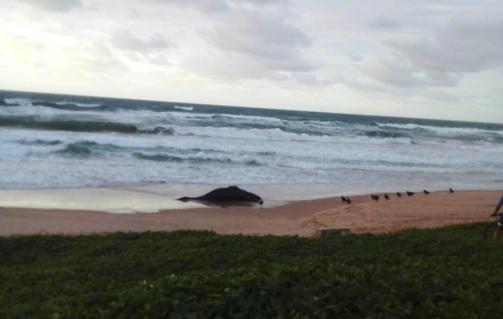 Filhote de baleia é encontrado em praia de Salvador — Foto: Redes sociais
