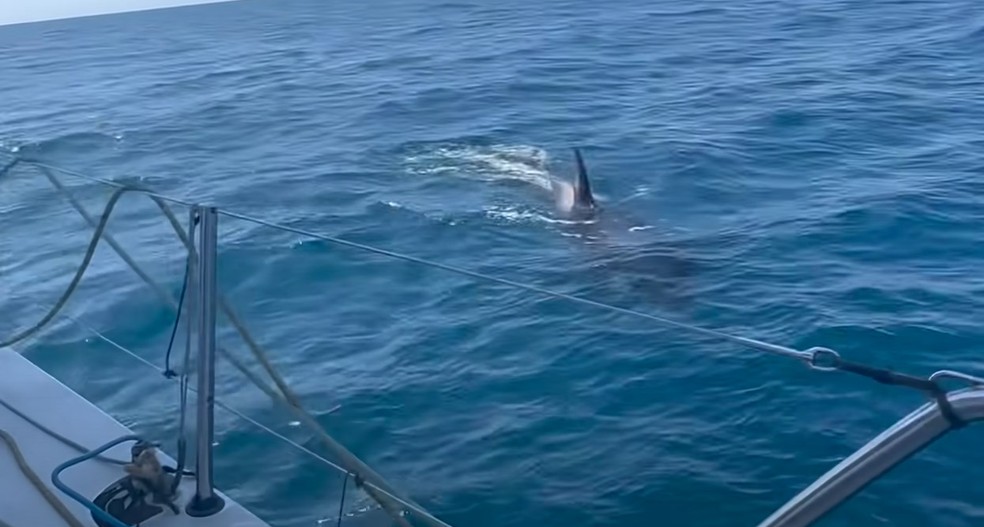 Orcas filmadas em ataques na Península Ibérica estão a milhares de quilômetros de caso registrado na Escócia. — Foto: Reprodução