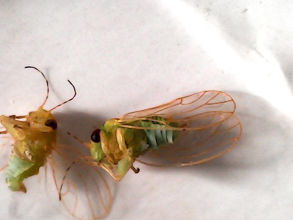 Fotos dos insetos que invadiram a cidade de Santa Helena, na Paraíba, tiradas do microscópio — Foto: Divulgação/ Gean Ferreira