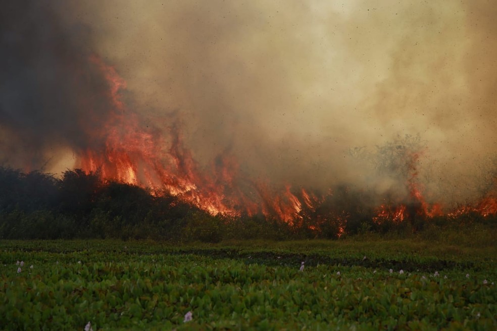 Incêndio se espalha rapidamente devido aos ventos fortes no Pantanal — Foto: Jeferson Prado