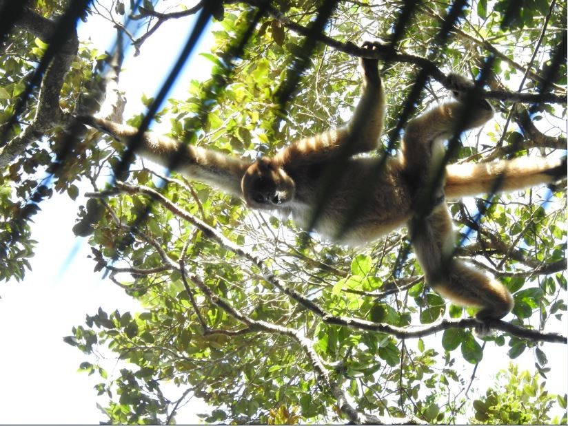 Macaco se pendura em galho de árvore  na reserva  (Foto: Miguel Flores)