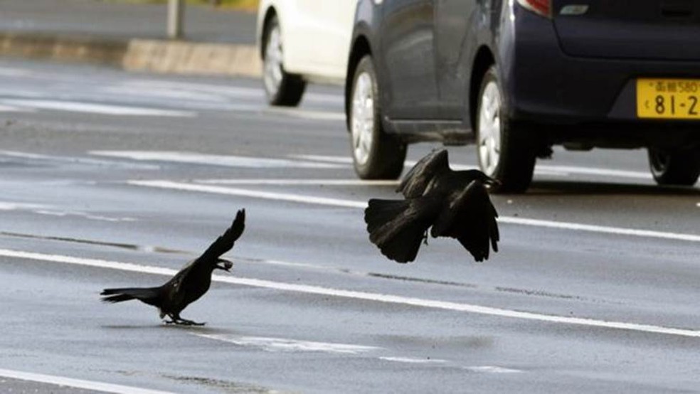 Os corvos de Sendai, no Japão, aprenderam a colocar nozes em frente aos carros para que os pneus quebrem as cascas — Foto: OSAMU MIKAMI