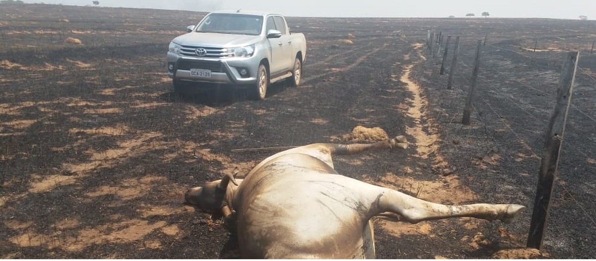 Queimada atinge área de preservação em MT e deixa rastro de destruição em floresta e dezenas de animais mortos