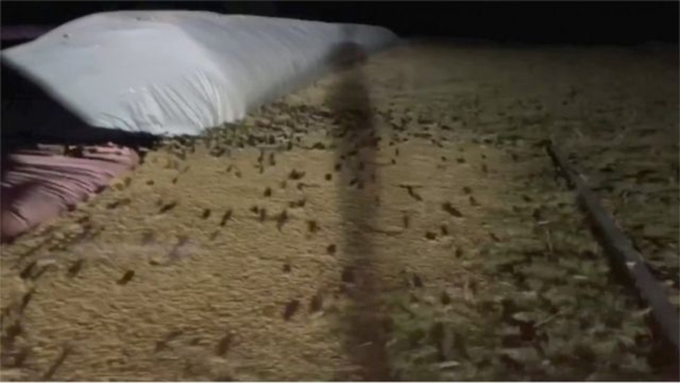 Milhares de camundongos aparecem dia e noite nas fazendas de Nova Gales do Sul — Foto: Reuters/Via BBC