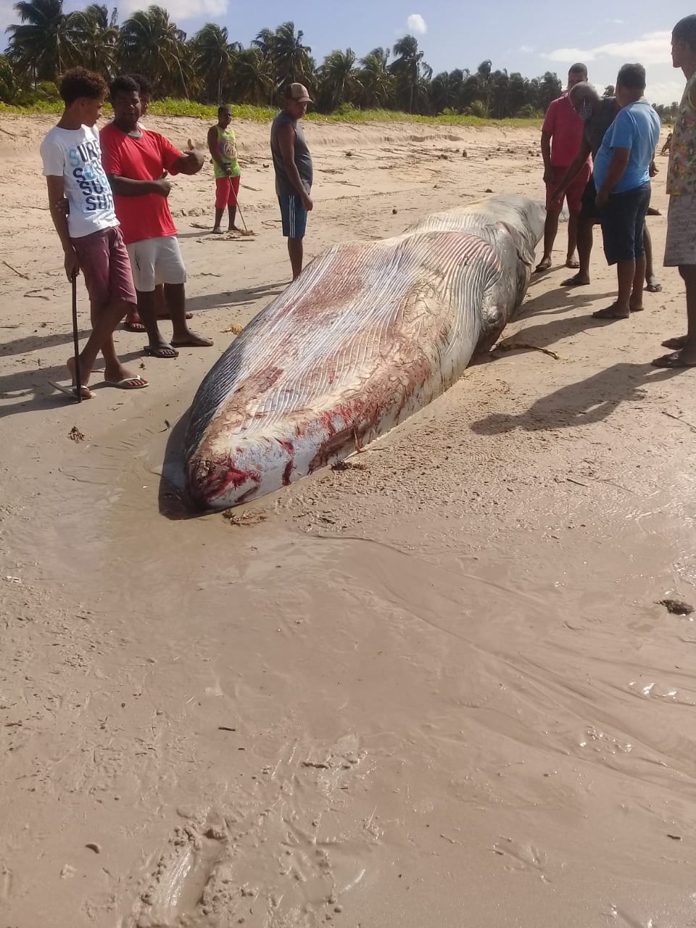 Baleia é encontrada morta em Carro Quebrado, Alagoas — Foto: Biota