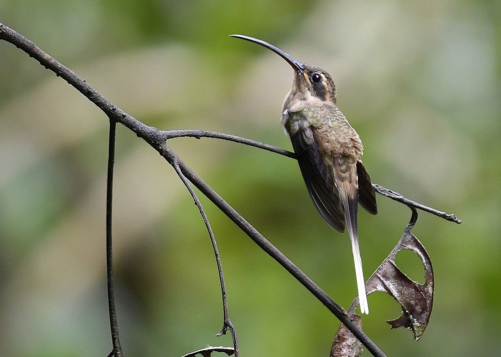 Apos 15 Anos De Busca Observador Flagra Um Dos Beija Flores Mais Raros Do Brasil Terra Da Gente G1
