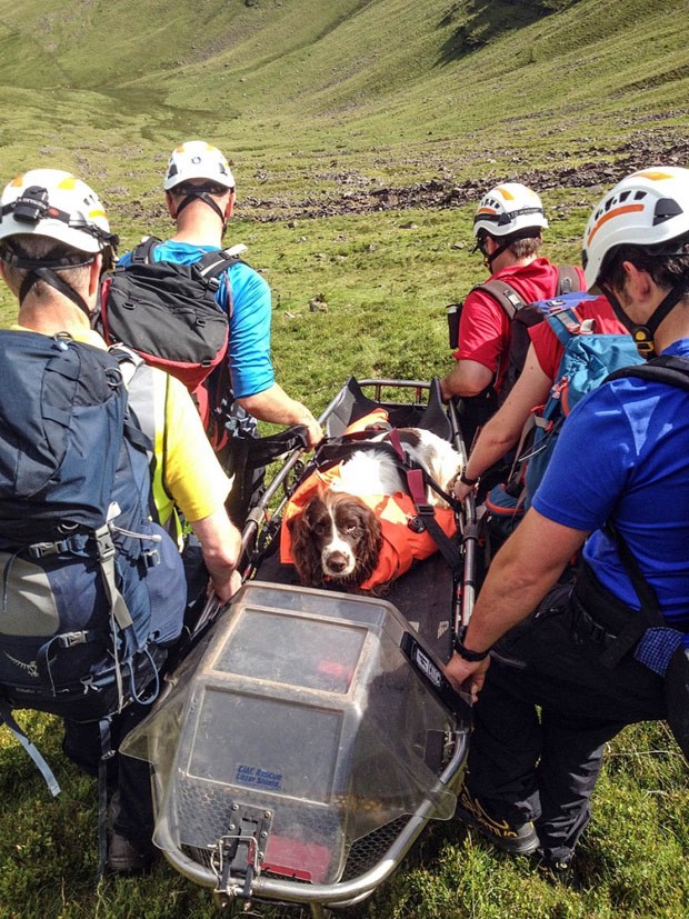Cão foi resgatado por voluntários após cair de penhasco de quase 200 metros (Foto: Reprodução/Brecon Mountain Rescue)