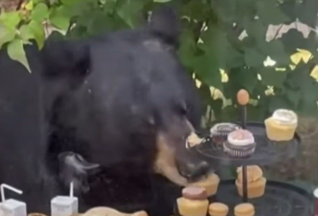 O urso invadiu a festa da criança e comeu cupcakes da mesa (Foto: Reprodução/ Youtube)