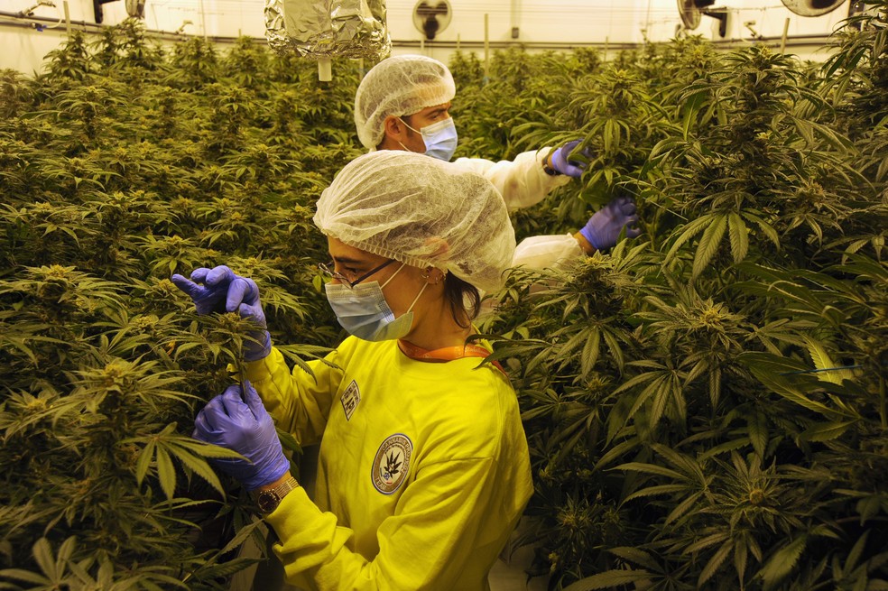 Funcionários trabalham em uma estufa de maconha produzida pelo Exército italiano em Florença, na Itália. A instalação esta pronta para triplicar a produção da cannabis para uso terapêutico, passando de 100 para 300kg por ano para suprir a demanda dos pacientes italianos e acabar com a importação — Foto: Laura Lezza/Getty Images