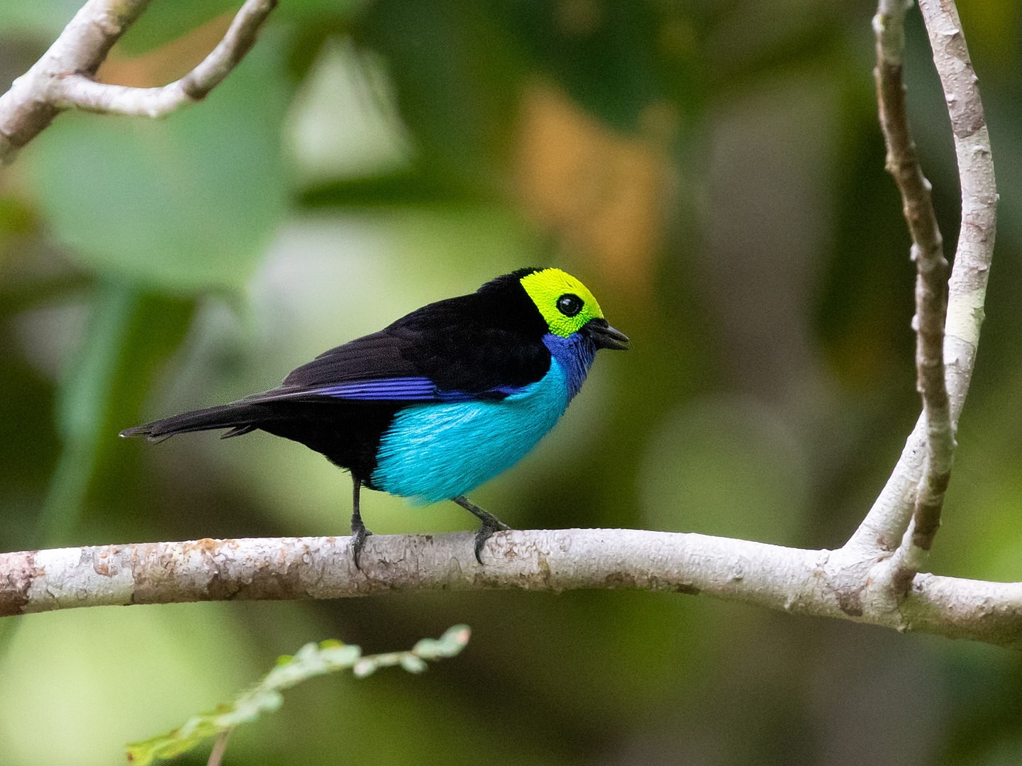 O sanhaço-paraíso-amazônico é um exemplo de ave que possui uma métrica de cor alta (Foto: Wikipedia/ thibaudaronson/ Wikimedia Commons)