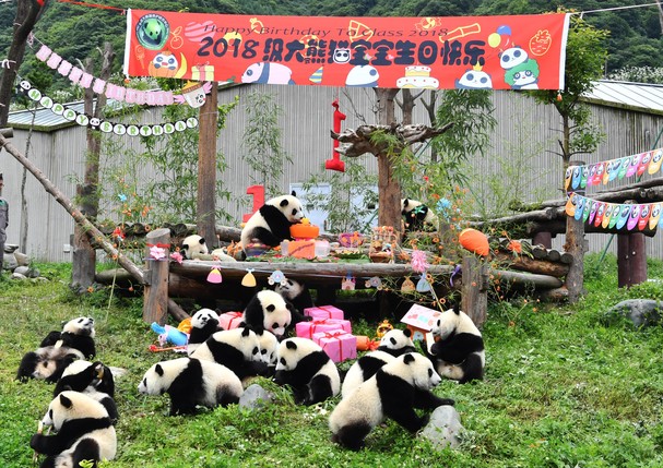 ABA, CHINA - JULY 25: Giant panda cubs born in 2018 play during a birthday party at the Shenshuping base of the China Conservation and Research Center for Giant Pandas on July 25, 2019 in Aba Tibetan and Qiang Autonomous Prefecture, Sichuan Province of Ch (Foto: Visual China Group via Getty Ima)