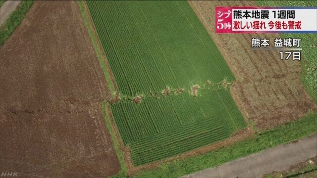 Danos em uma plantação na cidade de Mashiki (Foto: Reprodução/NHK)