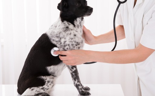 Fevereiro Laranja Voc Sabia Que Pets Tamb m Podem Ter Leucemia 
