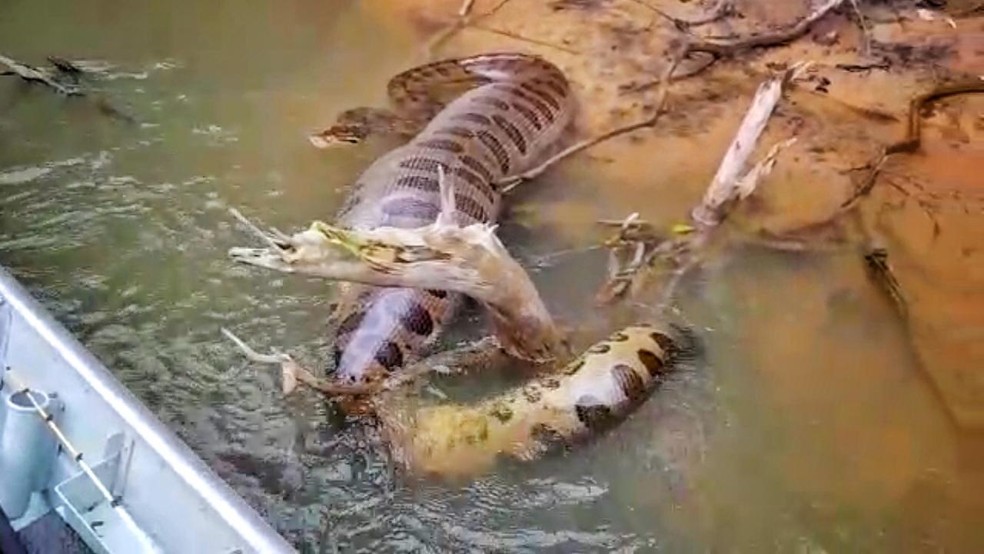 Sucuri de 5 metros estava Ã s marges do rio Aquidauana, enrolada em um toco, e 'salvou o dia' de pescaria dos amigos. â Foto: Rubens Carrer/ReproduÃ§Ã£o