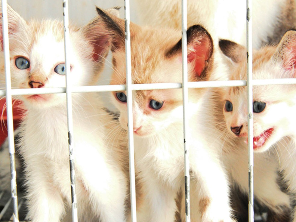 Feira de adoção acontece no Centro de Zoonoses em João Pessoa (Foto: Dayse Euzebio/Secom-JP)