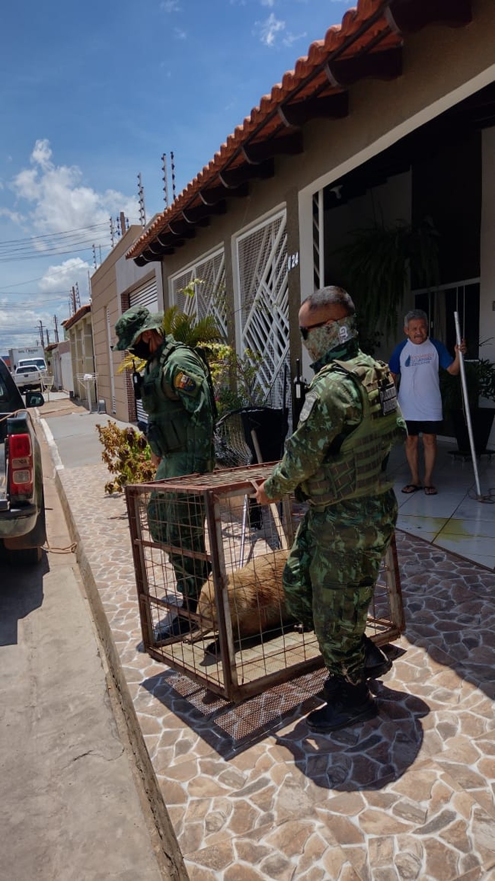 Capivara foi resgata pelo Batalhão Ambiental — Foto: Arquivo pessoal