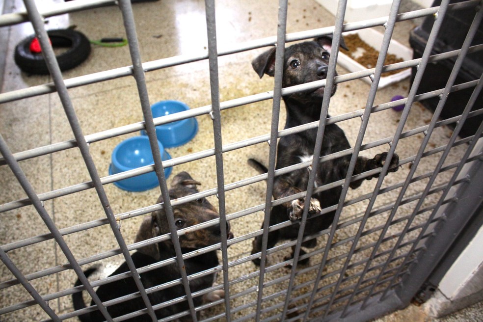  33 cães e gatos estão disponíveis para adoção, no DF. — Foto: Foto: Agência Brasília