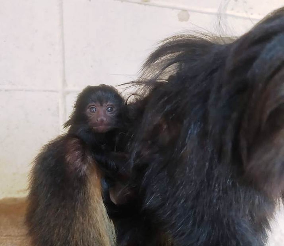Filhote de mico-leão-preto nasceu na Fundação Zoológico de SP — Foto: Ana Maria Macagnan/Zoo SP