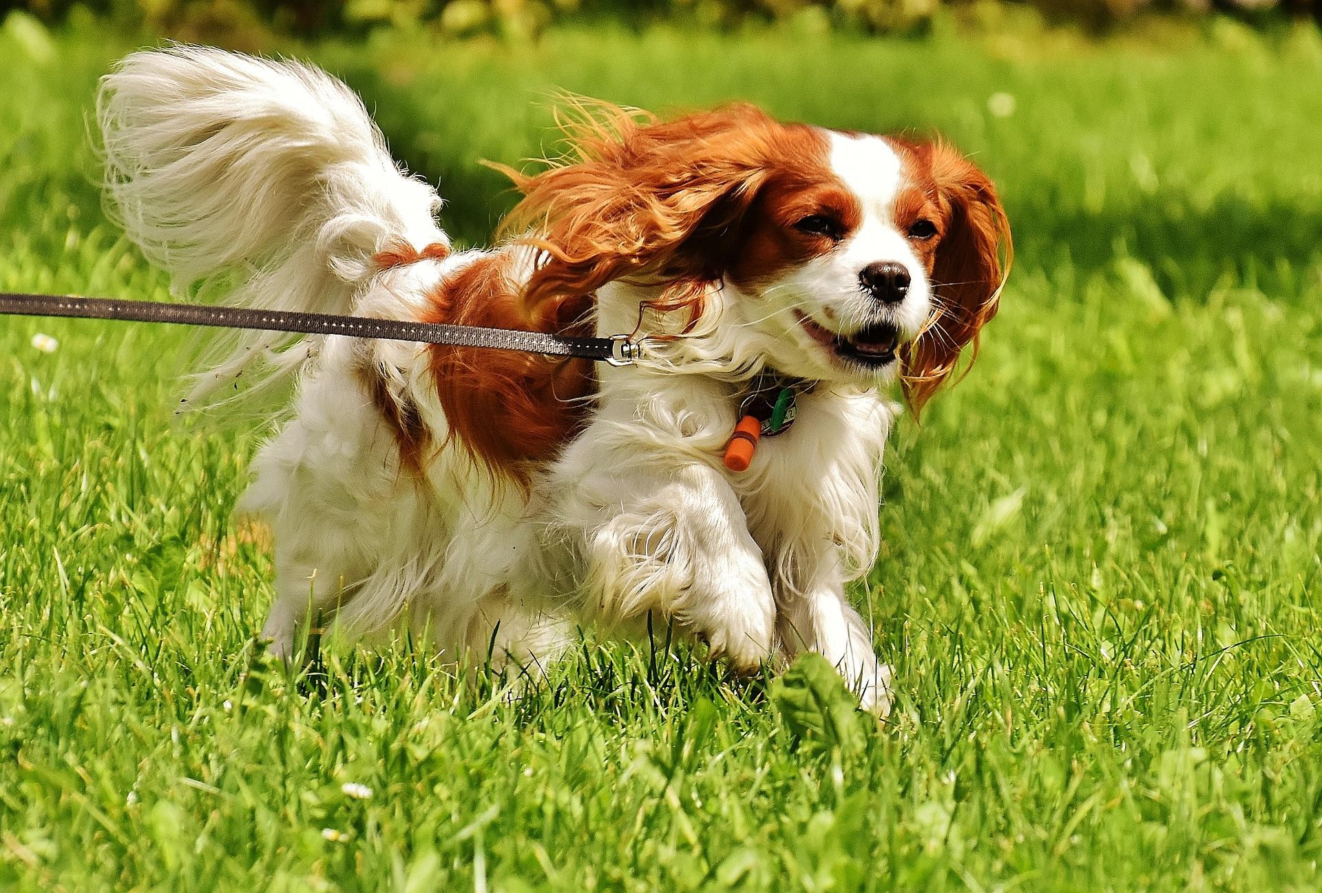 Brincadeiras e passeios são o suficiente para manter esse animal ativo (Foto: Pixabay/Alexa/CreativeCommons)