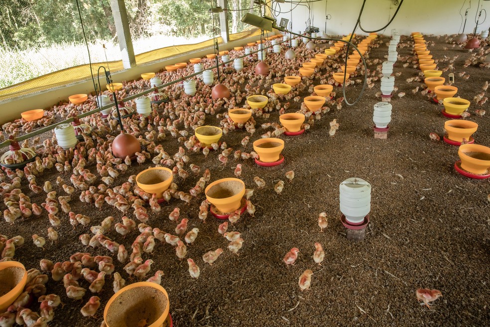 Temperatura é monitorada no galpão onde ficam pintainhas — Foto: Celso Tavares/ g1