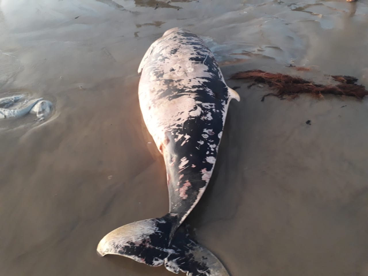 Animal da espécie cachalote-anão é encontrado encalhado morto na Praia do Peba, AL