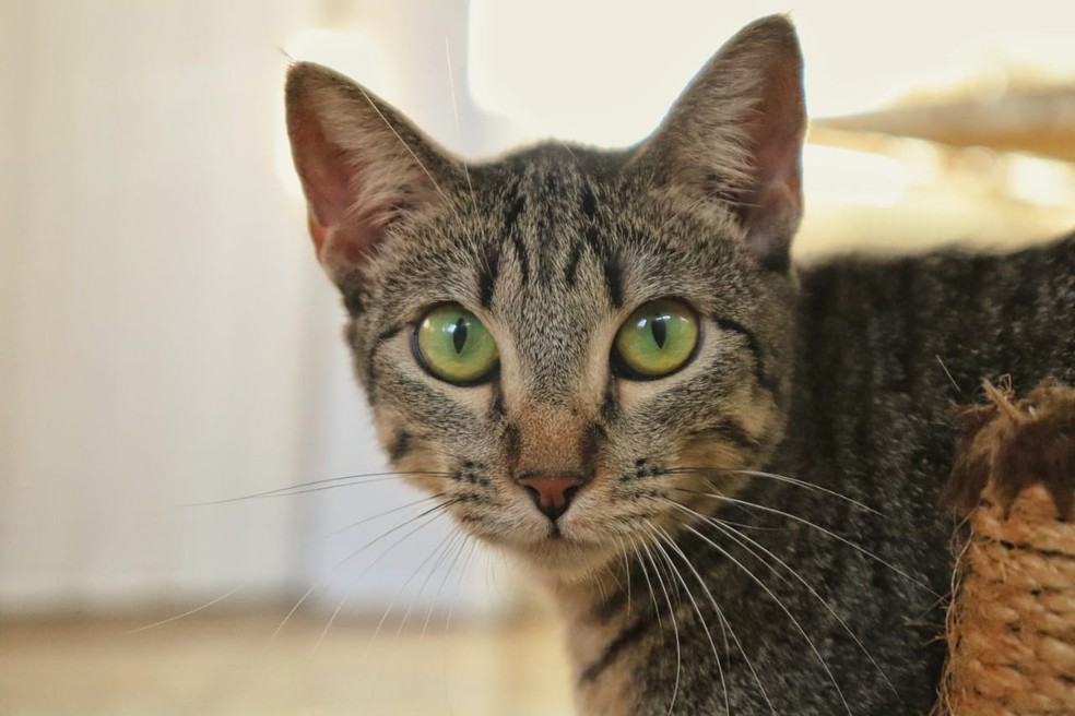 Gatos estarão disponíveis para adoção no próximo sábado em Maceió — Foto: Divulgação/Grupo Pata Amada