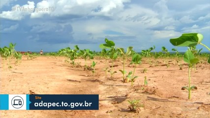 Adapec prorroga prazo para que produtores de soja façam cadastro da área cultivada