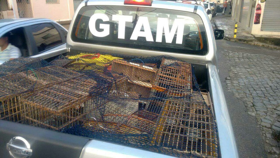 Apreensão desta terça-feira (26) em Guarabira, coibiu a venda ilegal das aves na feira de troca do bairro Cordeiro (Foto: Ten. Renan/4º BPM)
