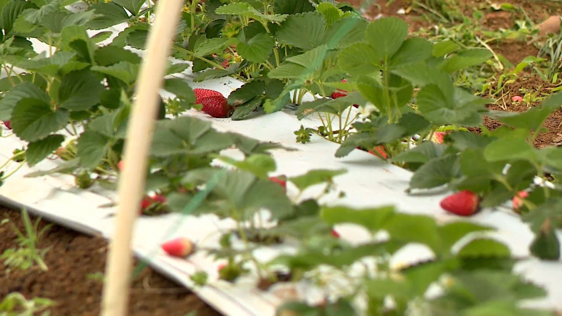 Produtores apostam no cultivo de morangos em Colatina, uma das cidades mais quentes do ES