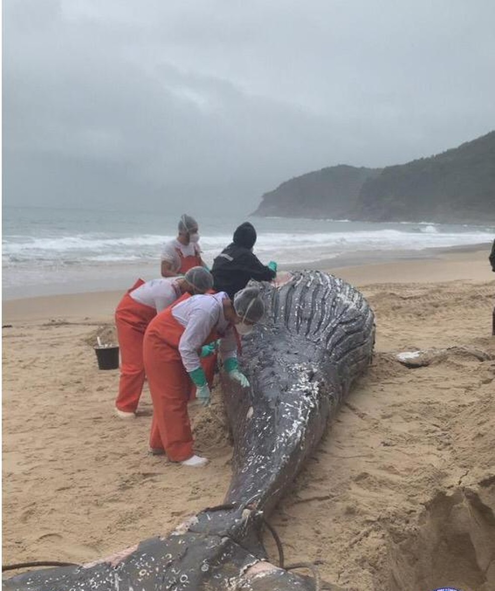 Baleia jubarte encontrada morta na praia de Santiago, em São Sebastião — Foto: Divulgação/Instituto Argonauta