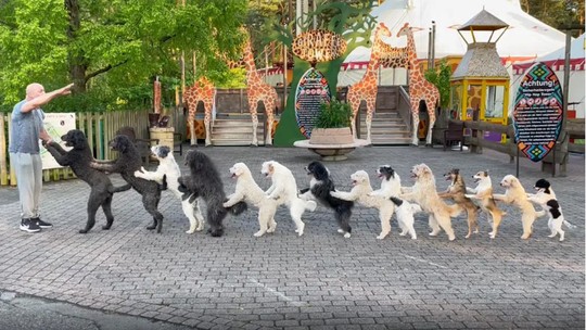Dançando conga, 14 cachorros entram para o "Livro dos Recordes"; veja