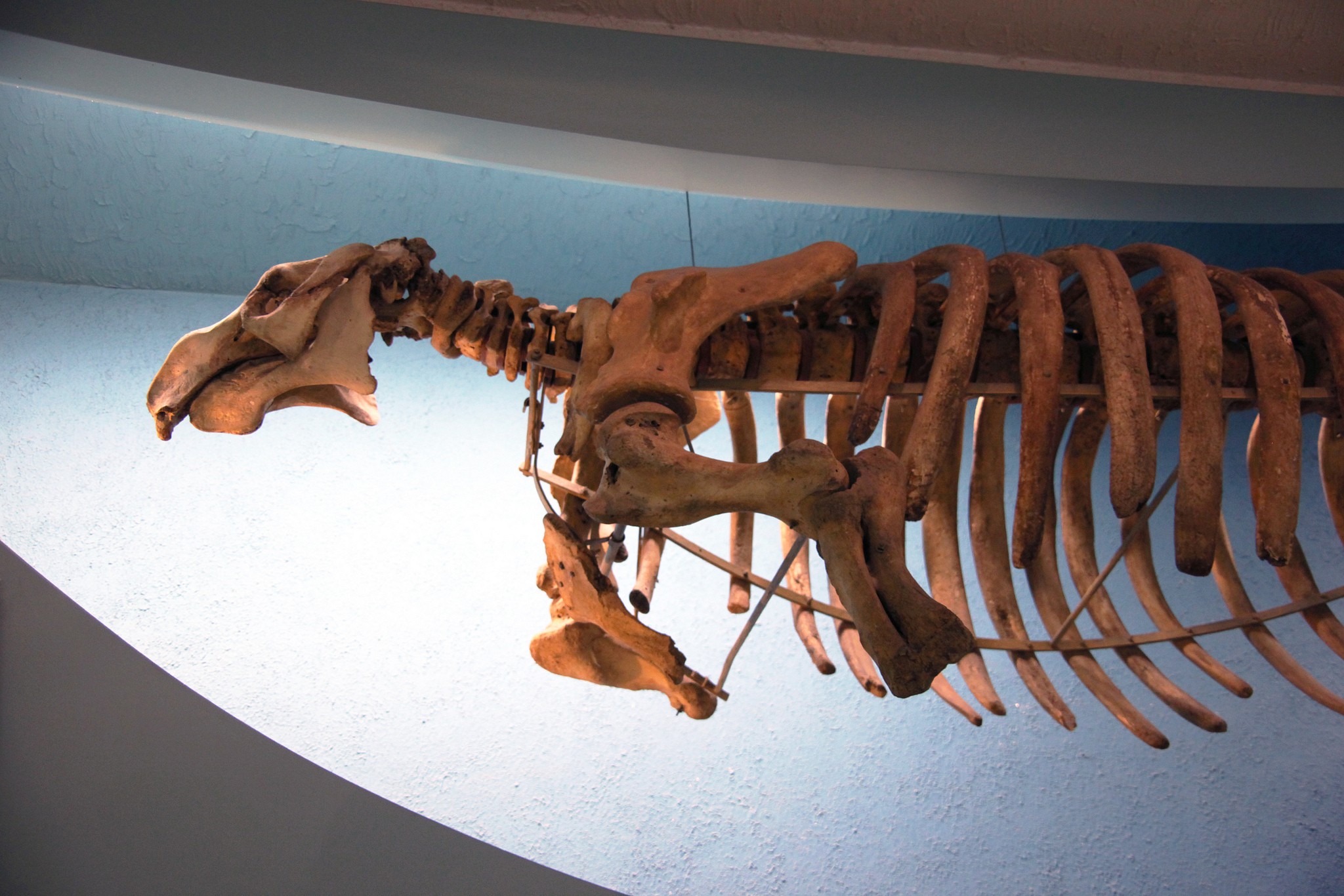esqueleto da vaca marinha (Foto: tim evanson / flickr/ creative commons)