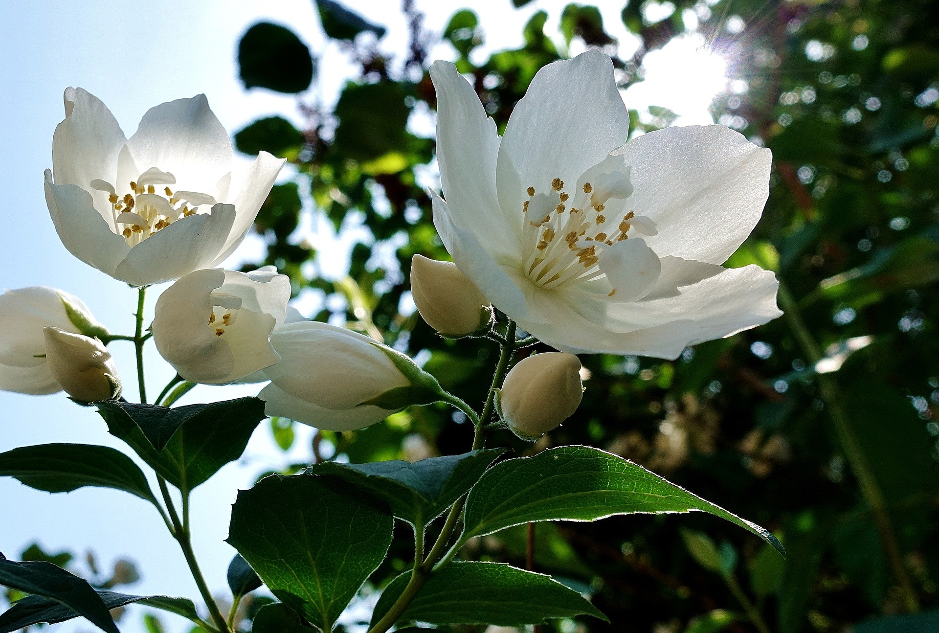 Flor de jasmin (Foto: Pixabay)