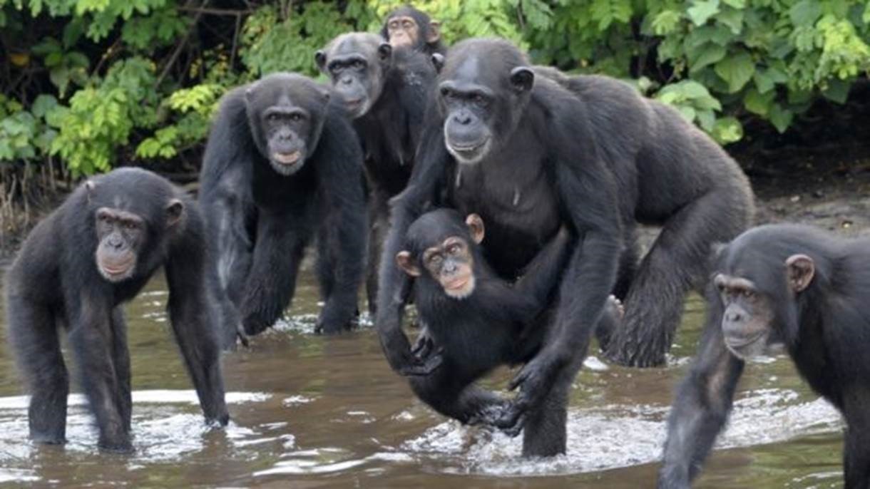 Os chimpanzés foram abandonados com poucas chances de se alimentarem sozinhos (Foto: Jenny Desmond/Divulgação)