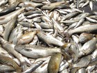 Produção de pescado fluminense cresce 15% em 2012, diz secretaria