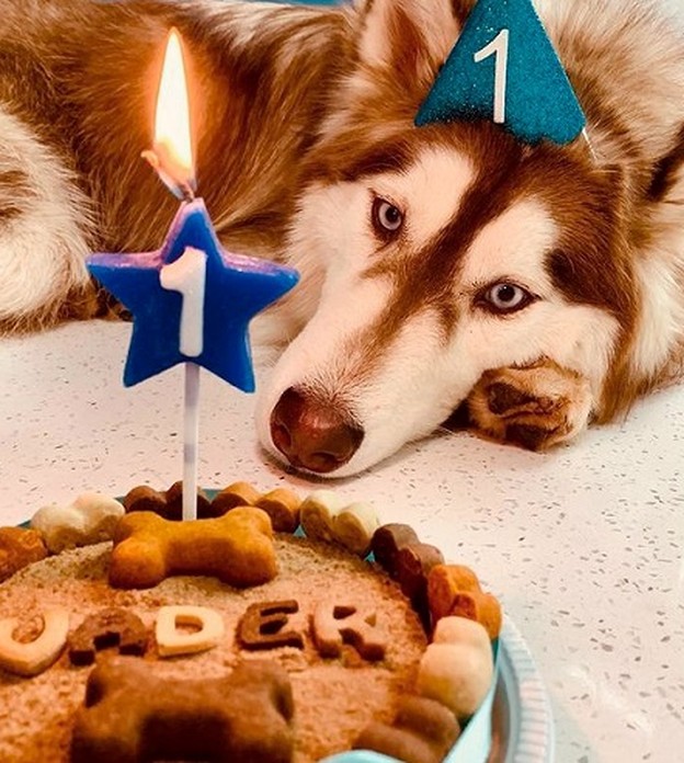 Padaria Pet cresce com bolo de aniversário para cães e aposta em confeitaria para pets