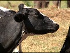 Seca prejudica as pastagens e custo de produção do leite sobe em MG