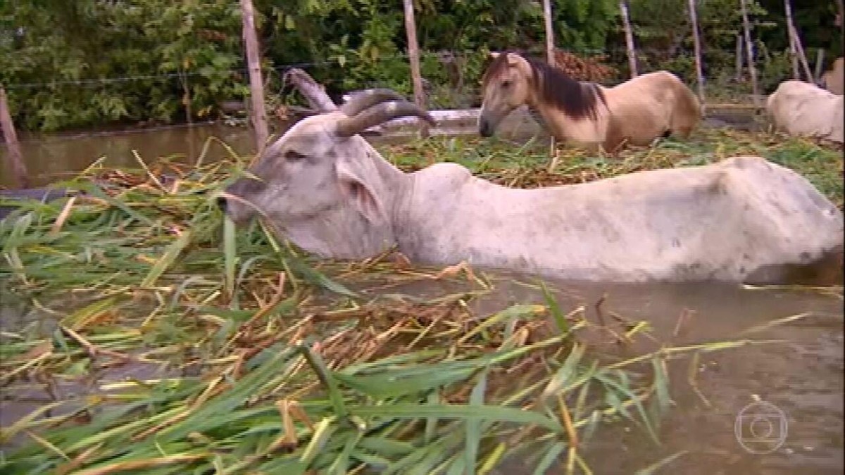Cheia histórica do Rio Solimões preocupa criadores de gado no Amazonas thumbnail