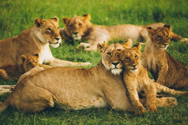 Os leões costumam se reunir ao redor de um macho dominante (Foto: Unsplash/ Leonard von Bibra/ CreativeCommons)