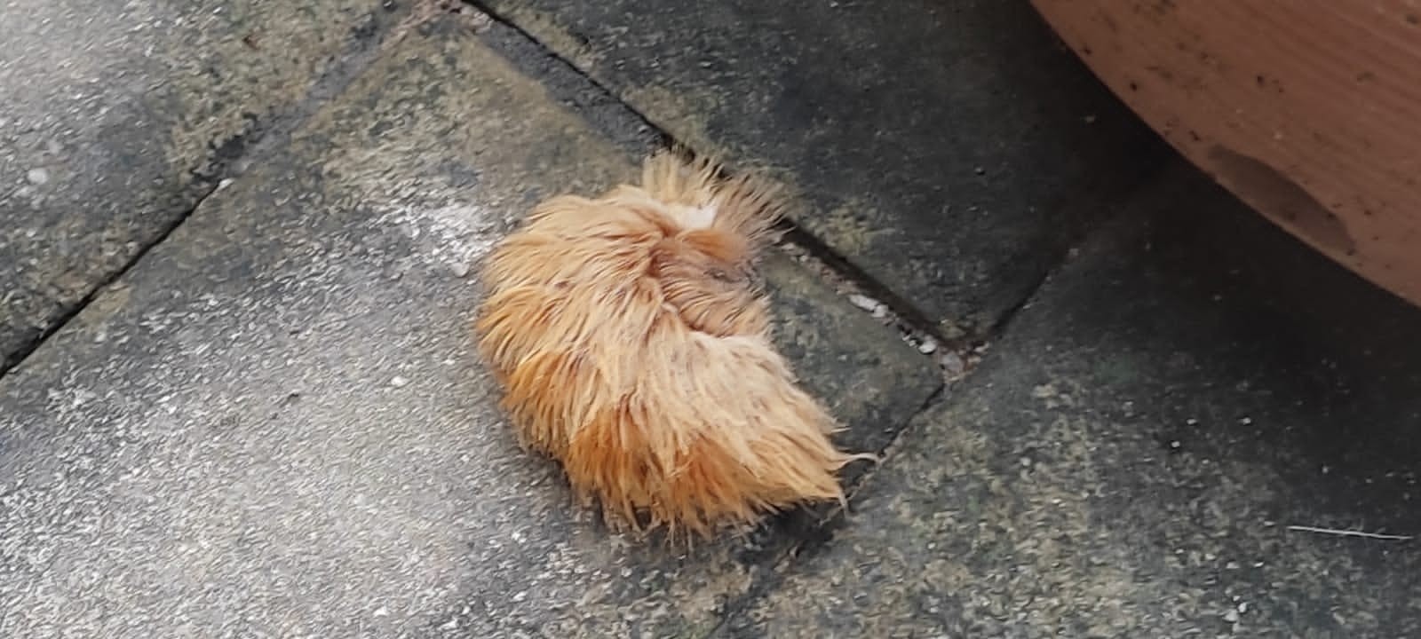 Idosa sofre queimadura nos dedos após pegar em lagarta venenosa em Palmas