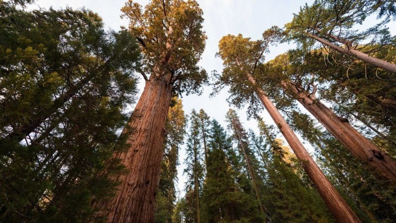 Sequóias gigantes na Califórnia - algumas das coisas mais antigas da Terra - foram perdidas em um incêndio (Foto: Getty Images via BBC News)