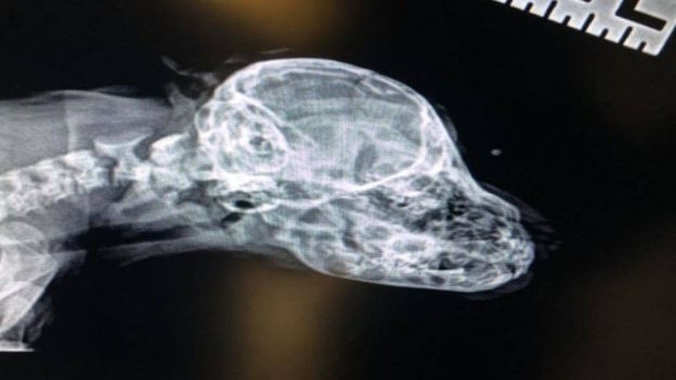 Raio-x de Narwhal mostra que o rabo extra não tem ossos — Foto: Reprodução/Facebook