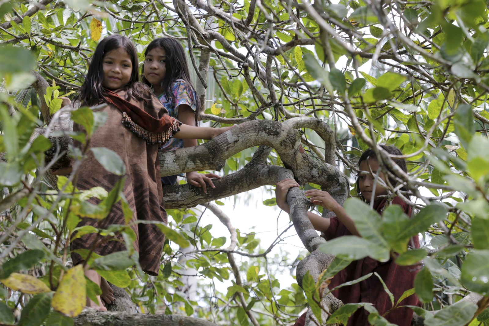 Crianças ashaninka brincam em cima de árvores na Aldeia Piwtxa — Foto: Domingos Peixoto / Agência O Globo