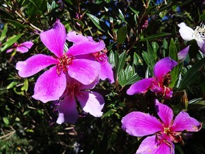 Manacá-da-serra: árvore tem flores que mudam de cor e possui forte apelo  paisagístico, Terra da Gente