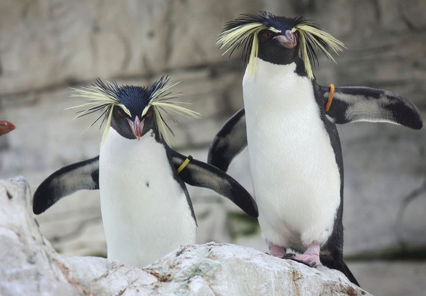 Pinguins da espécie Rockhopper em seu enclave no Zoológico de Viena , na Áustria (Foto: Getty Images/Arquivo)