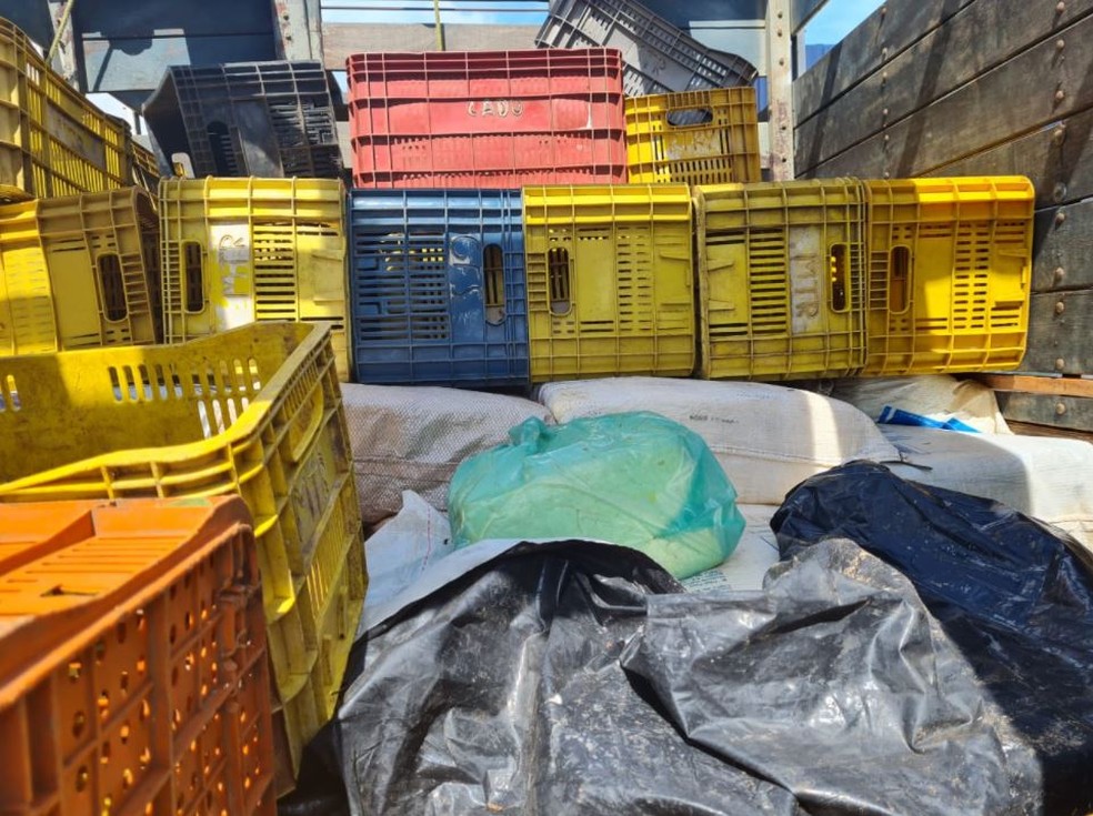 Homens são presos com tatus mortos e queijo transportado de forma irregular no Maranhão — Foto: Divulgação/PRF