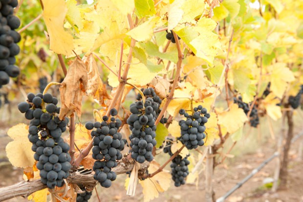 Investidor pode escolher entre 18 tipos de uva, (Foto: Divulgação)